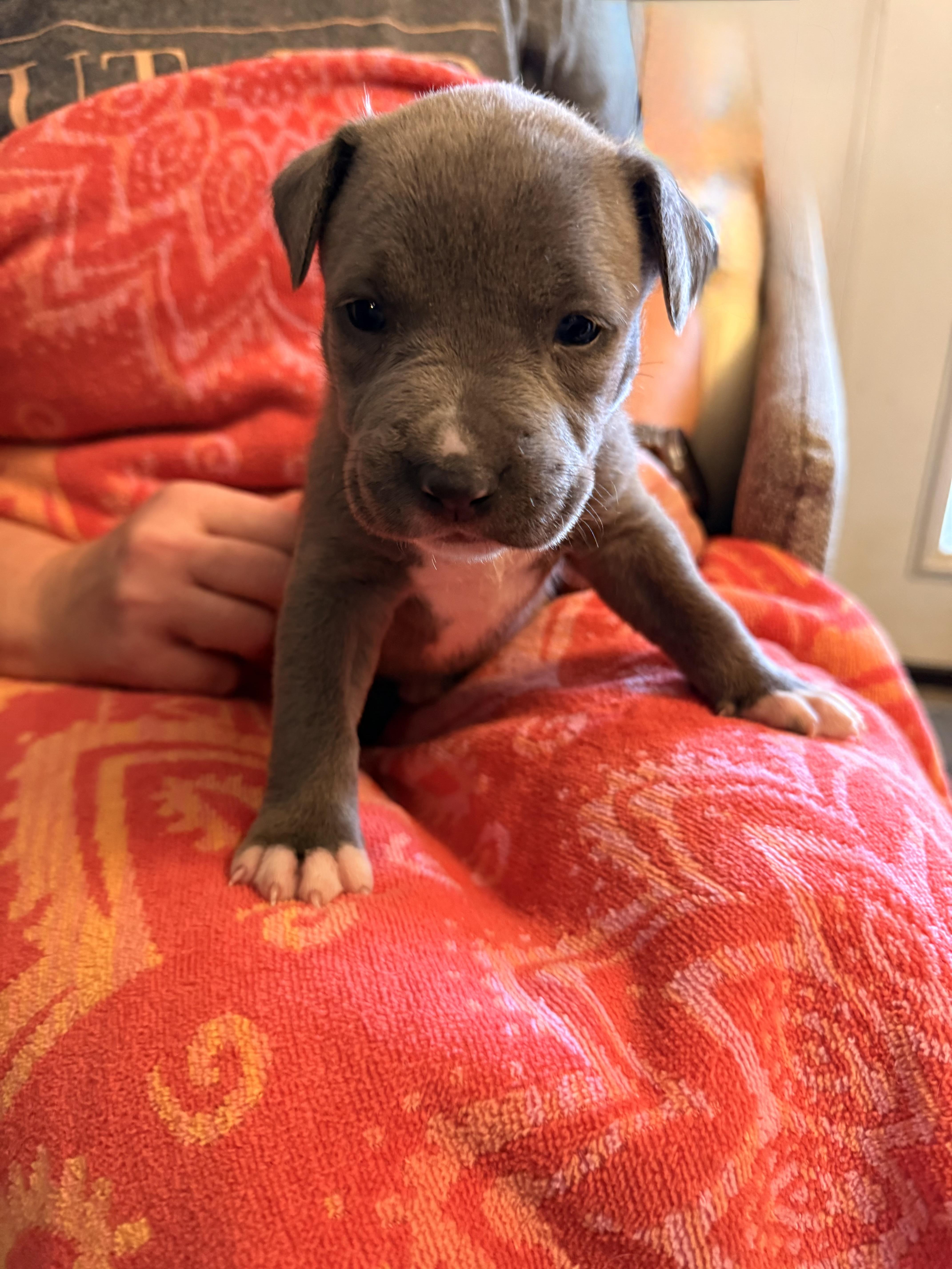 A baby small-sized female Pit Bull Terrier dog named Vivian for adoption in Tucson, AZ