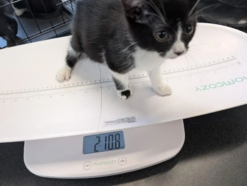 A young medium-sized female Black & White / Tuxedo Domestic Short Hair cat named Addie for adoption in Adrian, MI