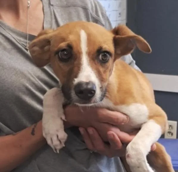 A baby medium-sized female Golden Pit Bull Terrier dog named Isabel for adoption in Hollister, MO