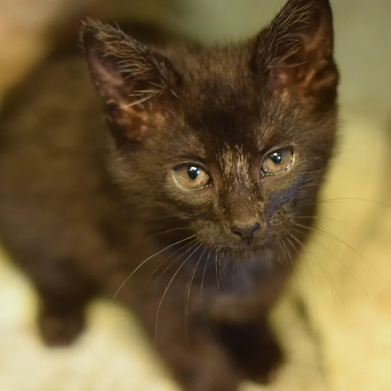 A baby small-sized female Black Domestic Short Hair cat named Yoyo for adoption in Belleville, IL