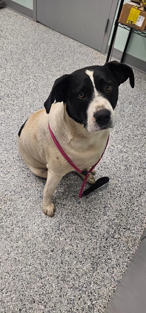 An adult extra large-sized male Terrier dog named Beef Steak for adoption in Athens, TN