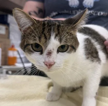 An adult medium-sized male Domestic Short Hair cat named Nigel for adoption in Fishers, IN