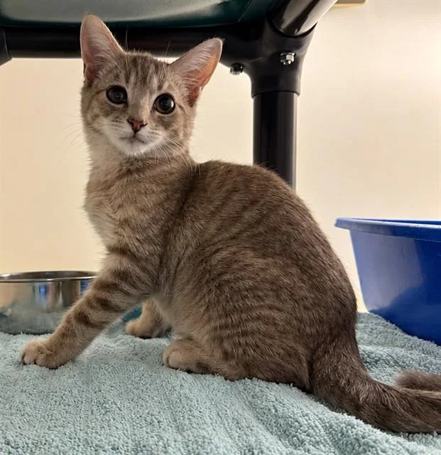 A baby small-sized male Domestic Short Hair cat named Edmund for adoption in Statesville, NC