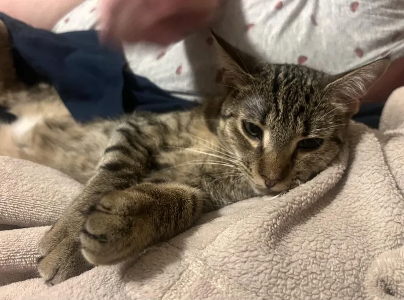 A young medium-sized female Domestic Short Hair cat named Simon Tam for adoption in Royal Oak, MI