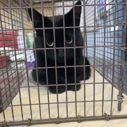An adult medium-sized female Domestic Short Hair cat named Millie for adoption in Rapid City, SD
