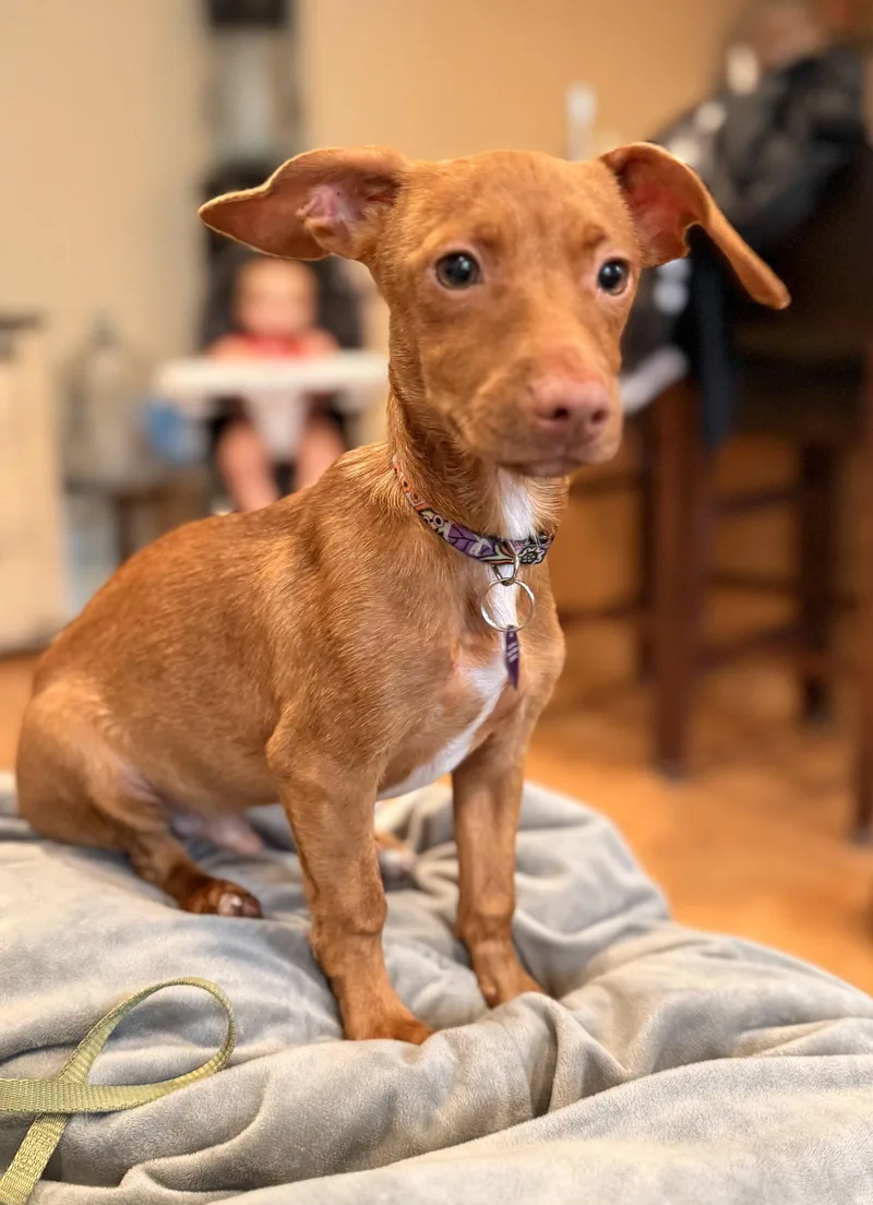 A baby small-sized male Red / Chestnut / Orange Dachshund dog named Scout for adoption in Pottstown, PA
