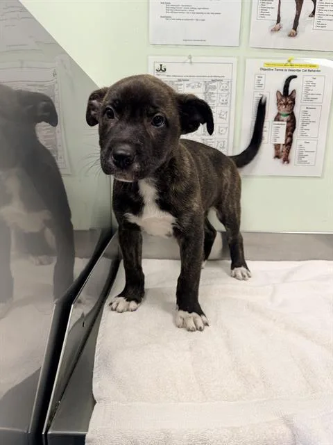 A baby small-sized male Siberian Husky dog named Creek for adoption in Santa Cruz, CA