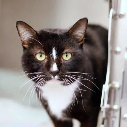 An adult small-sized male Black Domestic Short Hair cat named Neal for adoption in Atlanta, GA