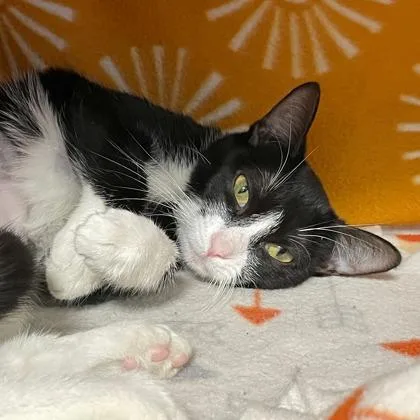 A young small-sized female Domestic Short Hair cat named Kuromi for adoption in Wheaton, IL