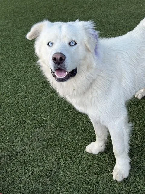 A young large-sized male Mixed Breed dog named Casper for adoption in Dallas, TX
