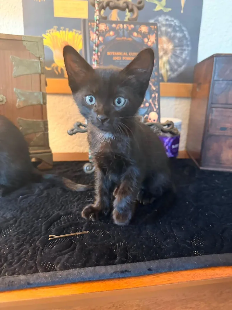 A baby medium-sized male Black Domestic Short Hair cat named Jett for adoption in Saint Pete Beach, FL