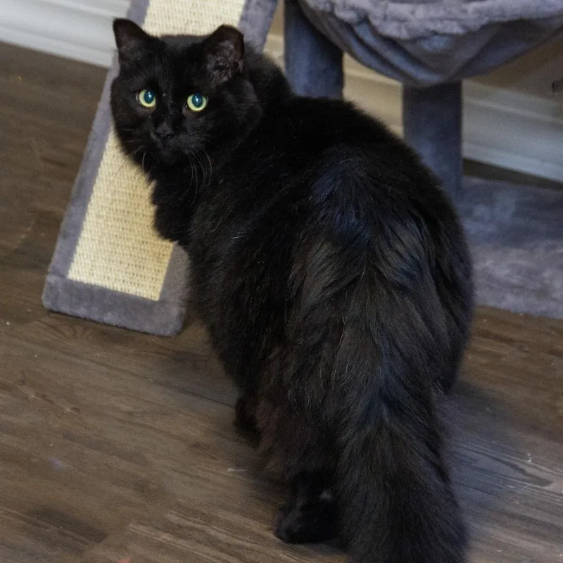 An adult extra large-sized male Black Domestic Short Hair cat named Berry for adoption in Wichita, KS