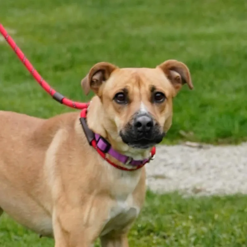 An adult medium-sized female Yellow / Tan / Blond / Fawn Pit Bull Terrier dog named Mika for adoption in Thomaston, ME