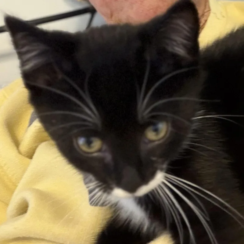 A baby medium-sized male Black & White / Tuxedo Domestic Short Hair cat named Matty for adoption in Houghton Lake, MI