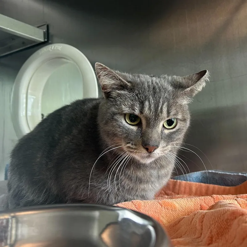 An adult medium-sized female Gray / Blue / Silver Domestic Short Hair cat named Smoke for adoption in Asheville, NC