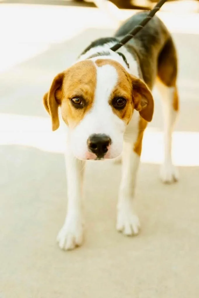 A baby medium-sized female Beagle dog named Lydia for adoption in Little Rock, AR