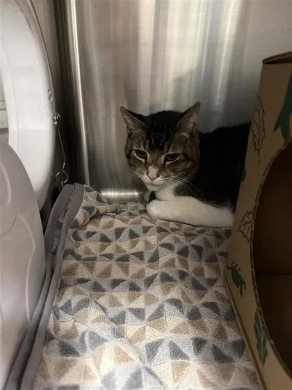 An adult small-sized male Domestic Short Hair cat named Charlie for adoption in West Chester, PA