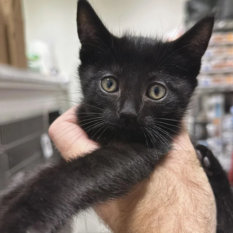 A baby small-sized male Black Domestic Short Hair cat named Poe for adoption in Matteson, IL