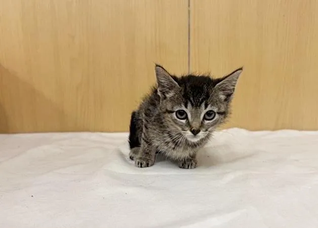 A baby small-sized female Domestic Medium Hair cat named Snow White for adoption in Saint Louis, MO