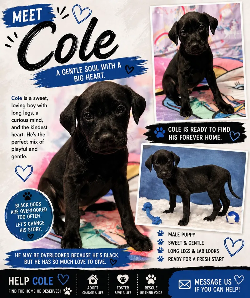 A baby large-sized male Black Labrador Retriever dog named Cole for adoption in Chickamauga, GA
