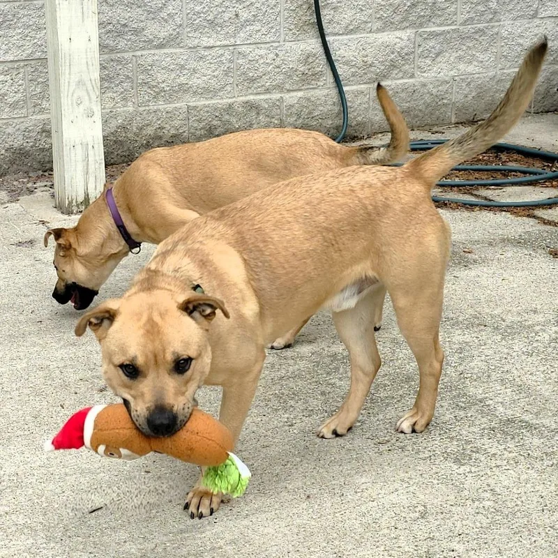 Sheeba thumbnail 2