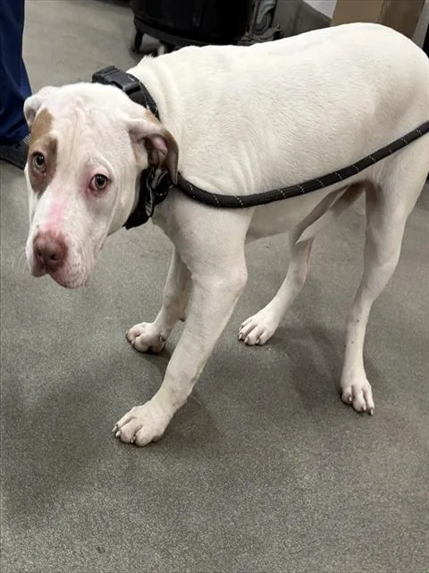 A young medium-sized female Pit Bull Terrier dog named Julie for adoption in Upper Marlboro, MD
