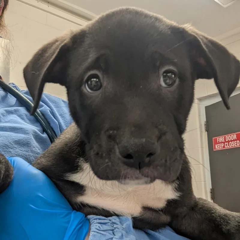 A baby small-sized male Sable Pit Bull Terrier dog named Odysseus for adoption in Indianapolis, IN