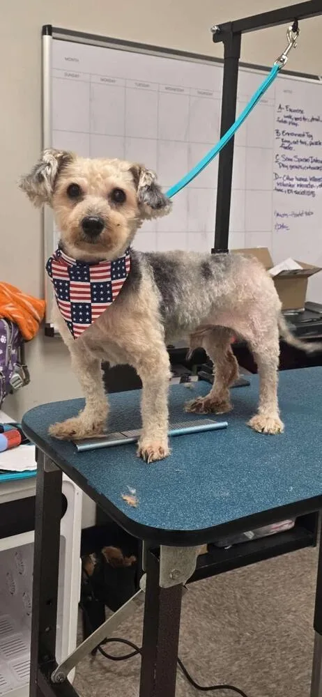 An adult small-sized female Tricolor (Brown, Black, & White) Yorkshire Terrier dog named Lassie for adoption in Breinigsville, PA