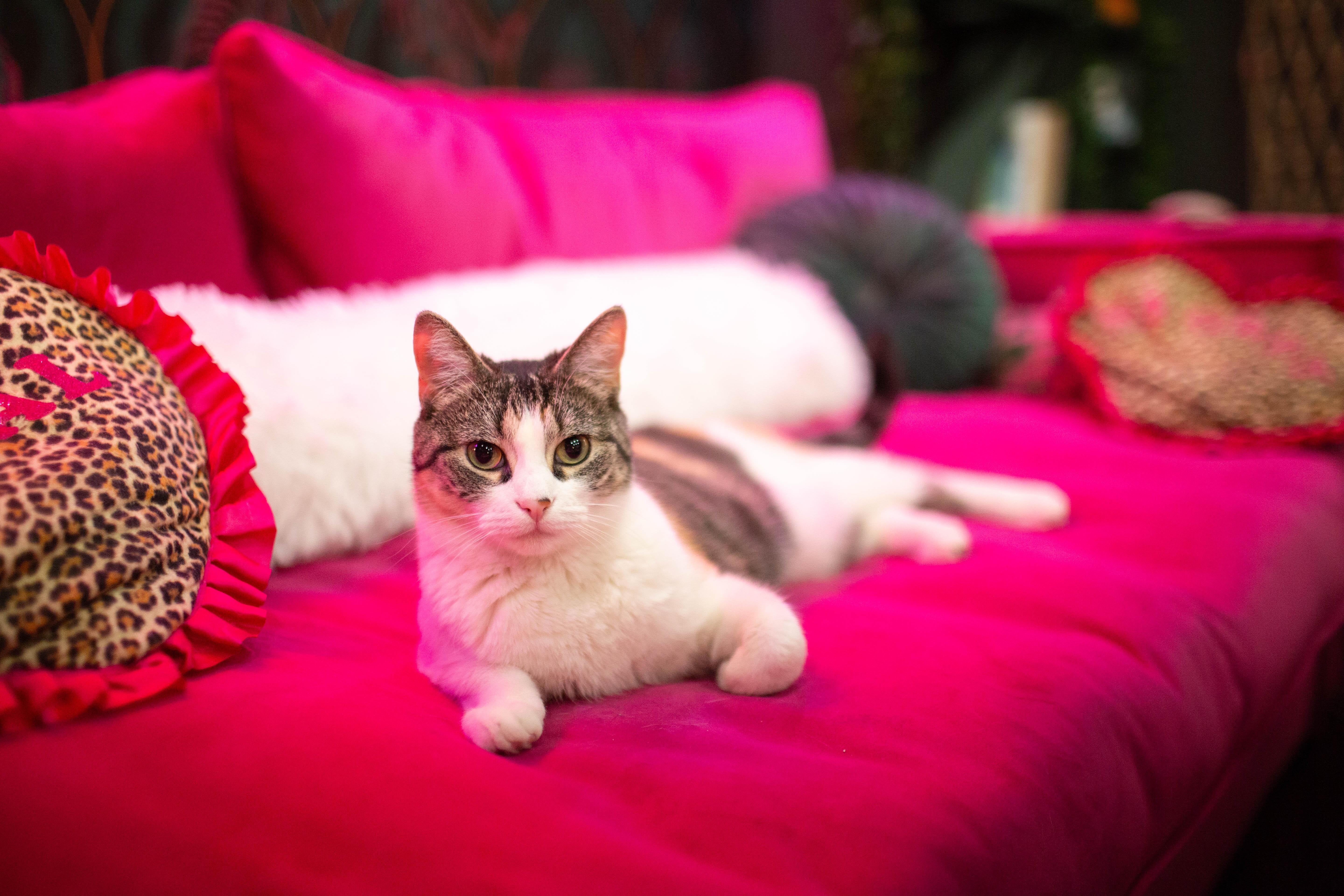 A young medium-sized female Domestic Short Hair cat named Jamila for adoption in Kennebunk , ME