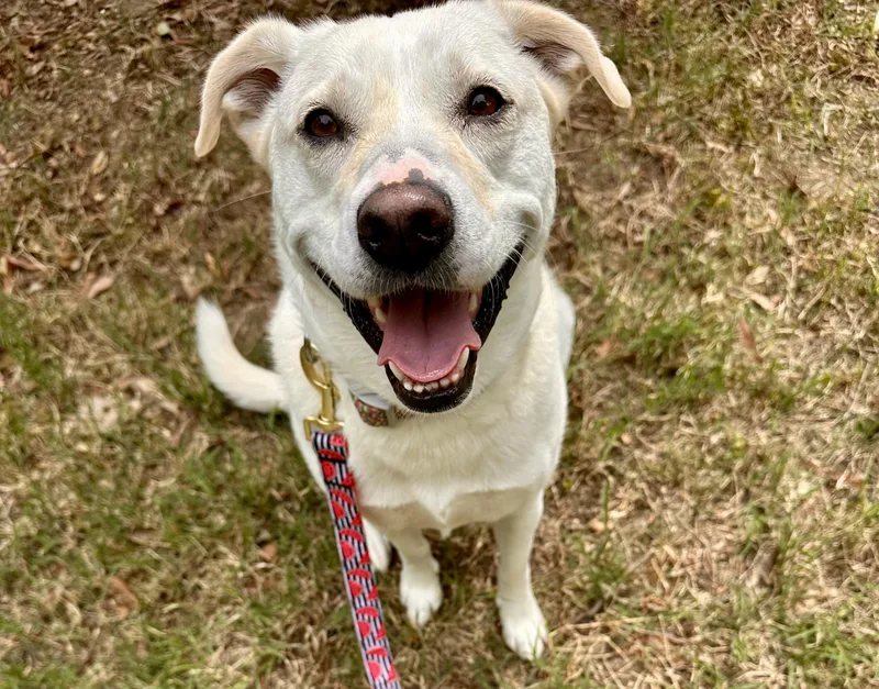 An adult medium-sized female Labrador Retriever dog named Kiwi for adoption in Apex, NC