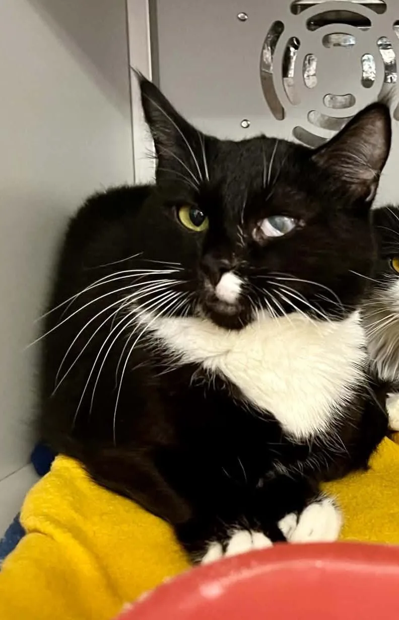 An adult medium-sized female Domestic Short Hair cat named Mouse for adoption in Moundsville, WV