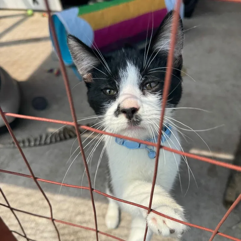 A baby medium-sized male Domestic Short Hair cat named Flynn for adoption in Saginaw, MI