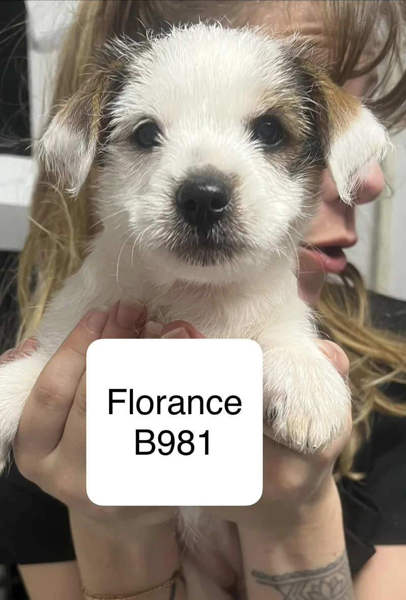 A baby small-sized female Shih Tzu dog named Florance for adoption in Morganton, NC