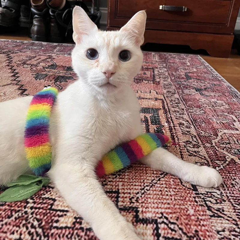 An adult large-sized male Flame Point Siamese cat named Maximillian for adoption in Richmond, VA