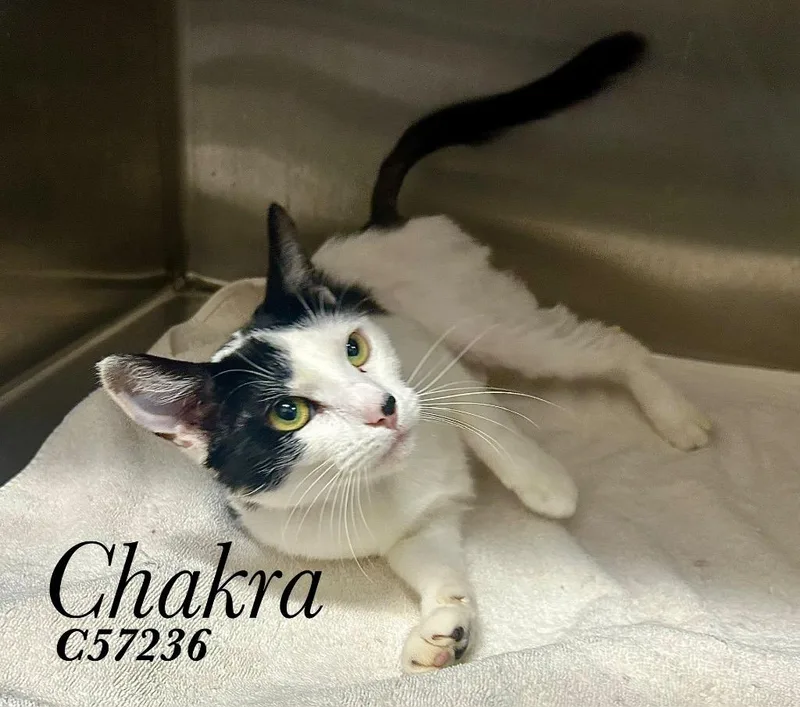 A young medium-sized female Domestic Short Hair cat named Chakra for adoption in Clarksville, TN