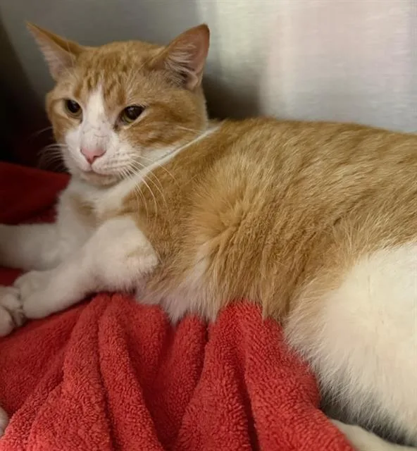 An adult medium-sized male Domestic Short Hair cat named Bruce for adoption in Peoria, IL