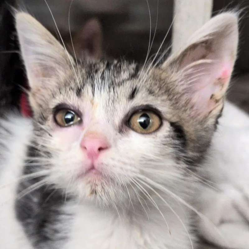 A baby small-sized male Brown / Chocolate Domestic Short Hair cat named Blazer for adoption in Reno, NV