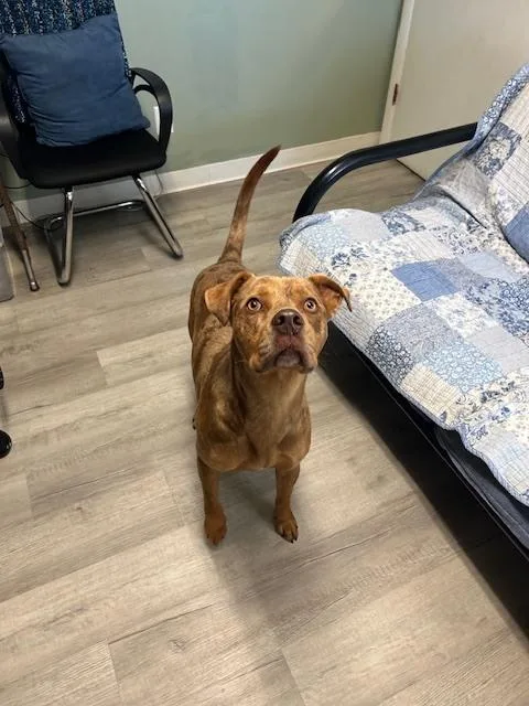 An adult large-sized male Merle (Red) Catahoula Leopard Dog dog named Duke for adoption in Muskegon, MI