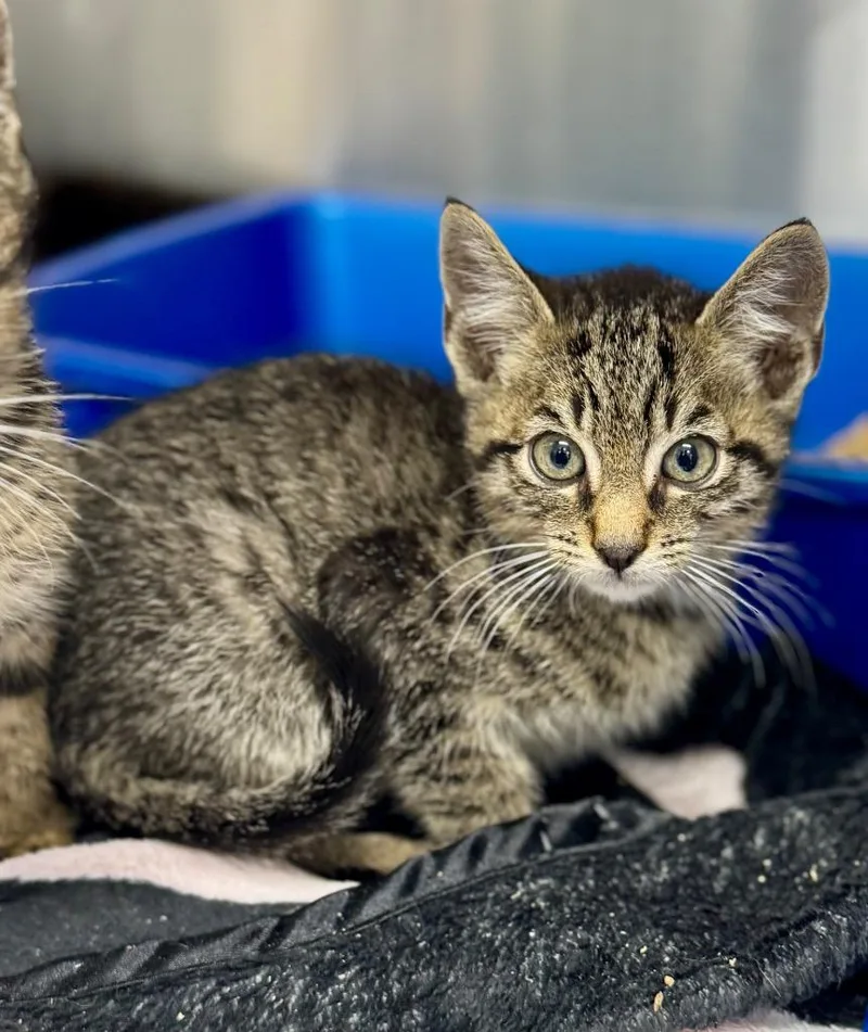 A baby medium-sized male Domestic Short Hair cat named Jack for adoption in Danielsville, GA