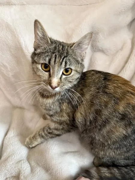 A young small-sized female Domestic Short Hair cat named Lavender for adoption in Salt Lake City, UT