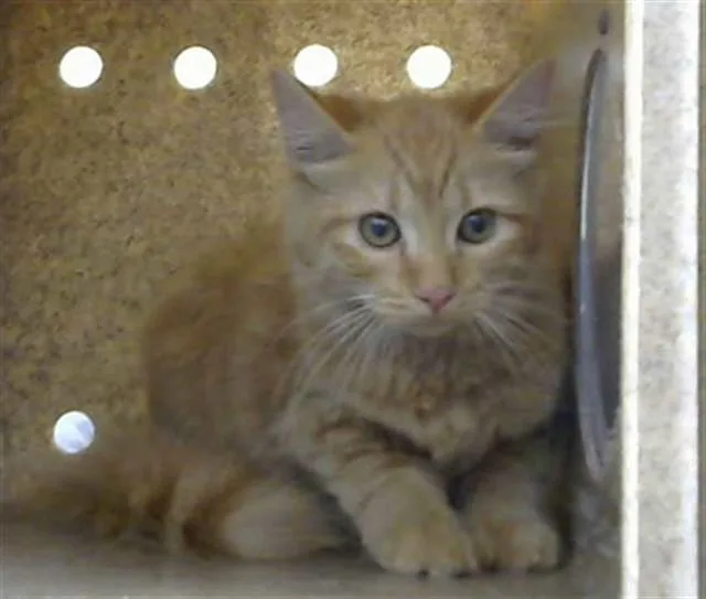 A baby small-sized female Domestic Short Hair cat named Campana for adoption in Albuquerque, NM