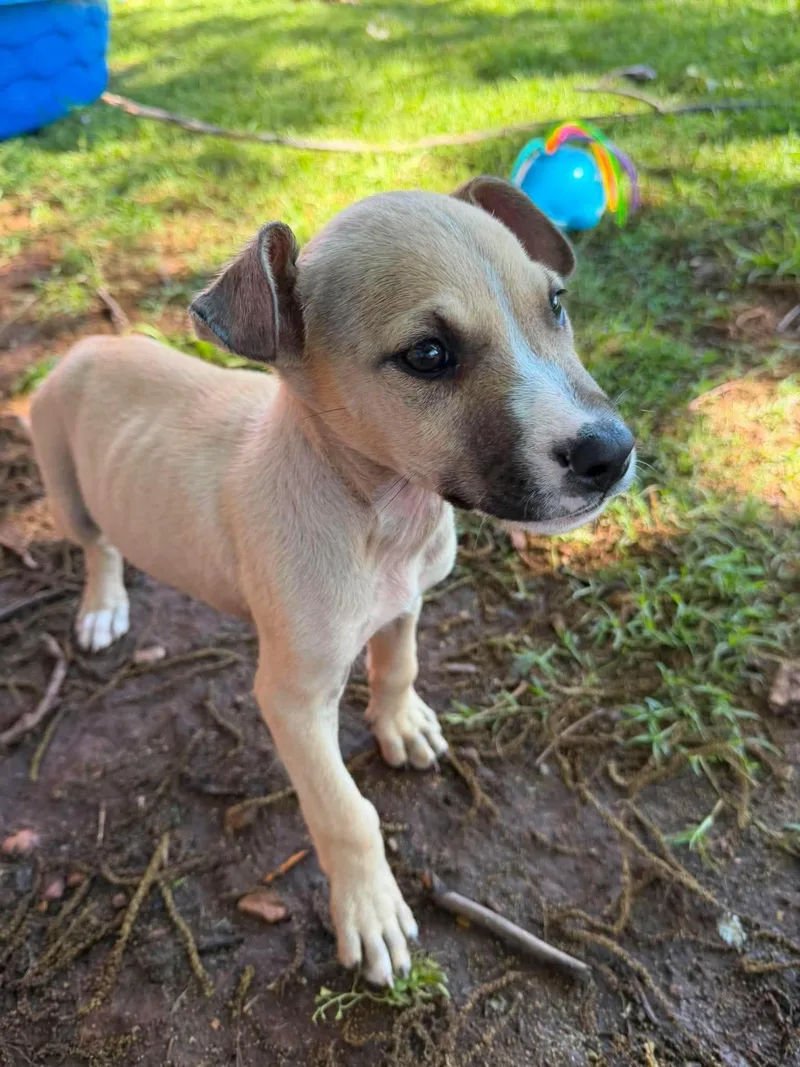 A baby large-sized male Apricot / Beige Mastiff dog named Buzz for adoption in Wichita Falls, TX