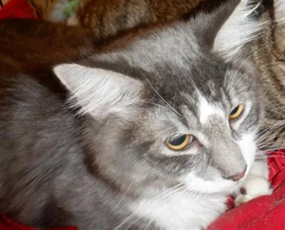 A young medium-sized male Domestic Short Hair cat named Inky for adoption in San Jose, CA