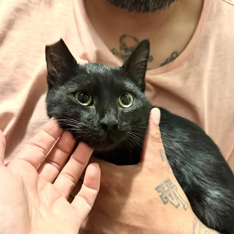 A baby small-sized female Black Domestic Short Hair cat named Bonsai for adoption in Long Beach, CA