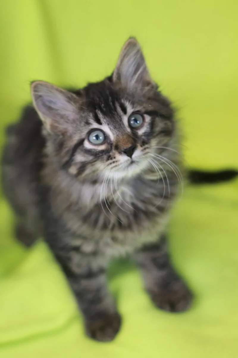 A baby small-sized male Domestic Long Hair cat named Titan for adoption in Cookeville, TN