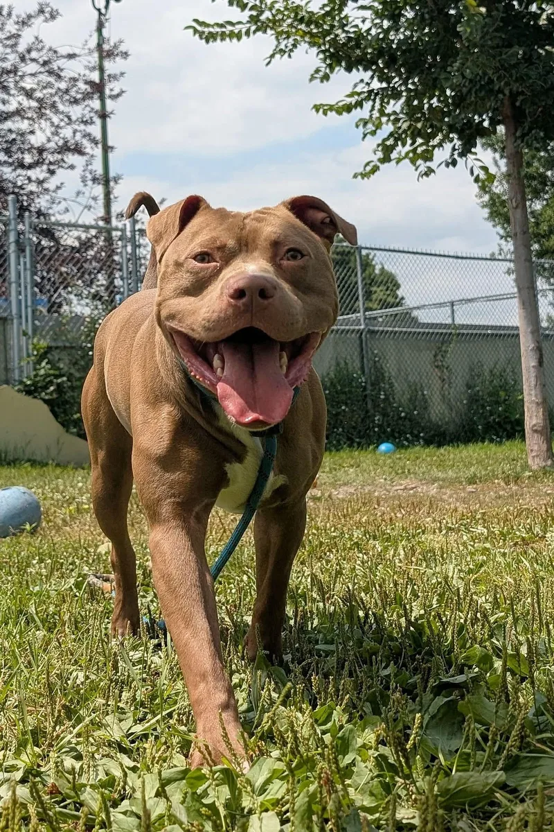 A young medium-sized male White / Cream Pit Bull Terrier dog named Norbert for adoption in Chicago, IL