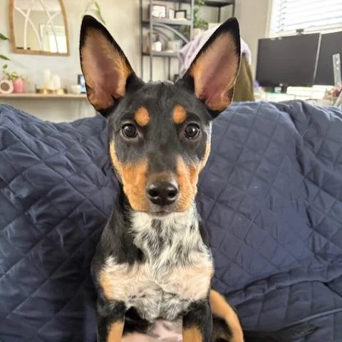 A baby small-sized female Black Australian Cattle Dog / Blue Heeler dog named Lucy Love for adoption in Fairfax Station, VA