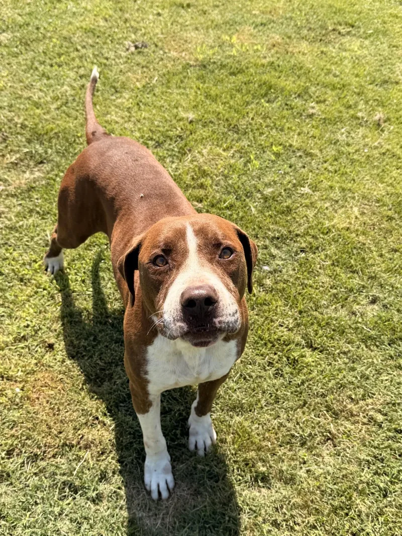 An adult large-sized male Brown / Chocolate American Staffordshire Terrier dog named Gatsby for adoption in Tullahoma, TN