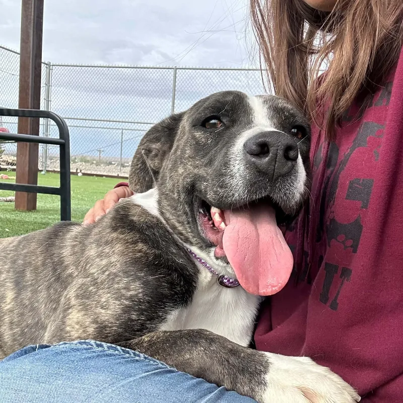 An adult medium-sized female Pit Bull Terrier dog named Robbin for adoption in Truth or Consequences , NM
