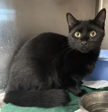 A young small-sized female Domestic Short Hair cat named Licorice for adoption in Savannah, GA